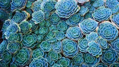 Succulent nature Plants Flowers cyan blue Turquoise macro Green