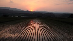 sunset rice paddy field hills landscape