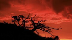 sunset sunlight landscape nature red silhouette Trees dead trees
