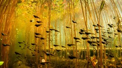 tadpoles Animals Plants national geographic