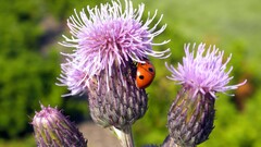 Thistles ladybugs insect Plants Animals
