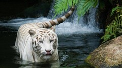 tiger Animals Ferns water white tigers