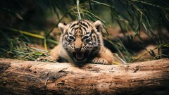 tiger baby animals log Animals