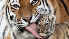 tiger cubs baby animals Animals tongues