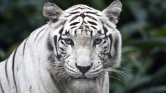 tiger white Animals carnivore blue eyes hunter