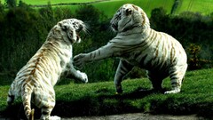 tiger white tigers Animals