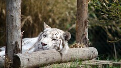 tiger white white tigers Animals