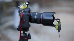 titmouse camera canon Animals Technology