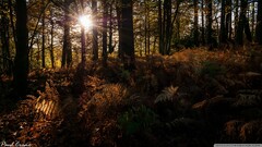 Trees forest wilderness dappled sunlight Ferns nature