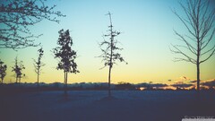 Trees landscape dead trees