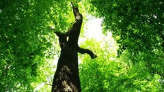 Trees leaves nature Plants worm's eye view foliage Green
