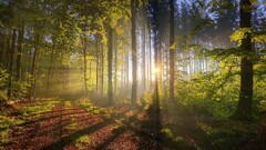 Trees nature forest sun rays shadow dirt road leaves
