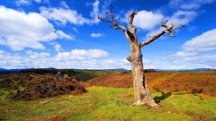 Trees nature landscape sky dead trees