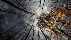 Trees worm's eye view bottom view