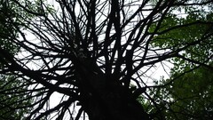 Trees worm's eye view nature bottom view