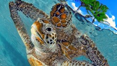 turtle Animals water underwater swimming pool Sea Life