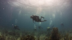underwater group of people Divers