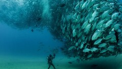 underwater photography fish Divers shoal of fish Sea