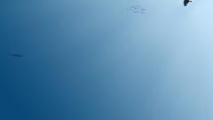 underwater Sea Divers