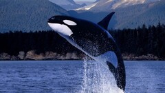 whale Animals Orca