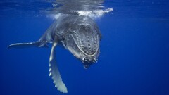whale Animals underwater Mammals blue Sea Humpback whale