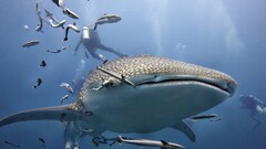 whale shark Divers fish underwater Animals