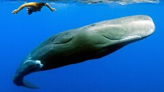 whale Sperm Whale Mammals Men Sea Animals underwater