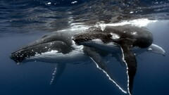 whale underwater Humpback whale Animals
