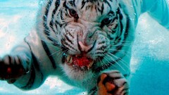 white tigers Animals Mammals national geographic big cats cyan