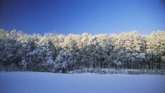 winter snow nature Trees landscape blue sunlight clear sky