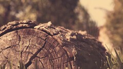 Wood tree trunk bokeh outdoors dead trees