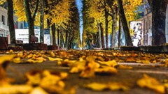 worm's eye view Trees leaves fall street kaunas lithuania City