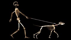 x-rays skeleton dog People