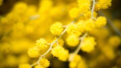 yellow flowers mimosa Plants