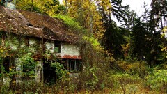 abandoned House ruin ruins Plants old building