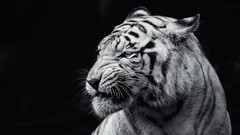 albino monochrome Animals tiger