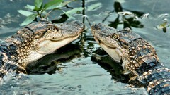 alligators water Animals