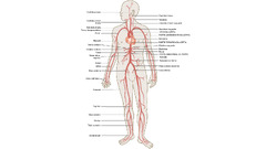 anatomy medicine Simple Background veins infographics heart