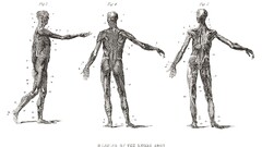 anatomy monochrome numbers muscles