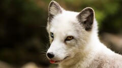 Animals arctic fox fox