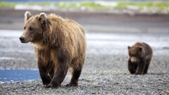 Animals baby animals Bears