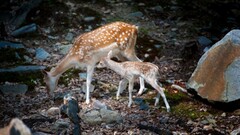 Animals baby animals deer