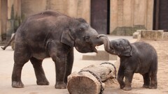 Animals baby animals elephant