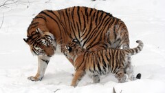 Animals baby animals tiger snow