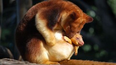 Animals baby animals tree-kangaroo