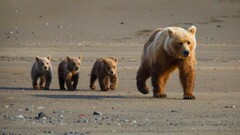Animals Bears baby animals