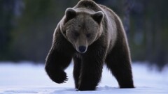 Animals Bears snow Mammals