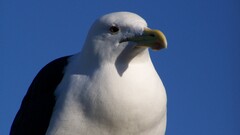 Animals Birds blue background