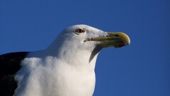Animals Birds blue background