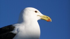 Animals Birds blue background